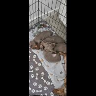 Dachshund (Miniature Smooth Haired)