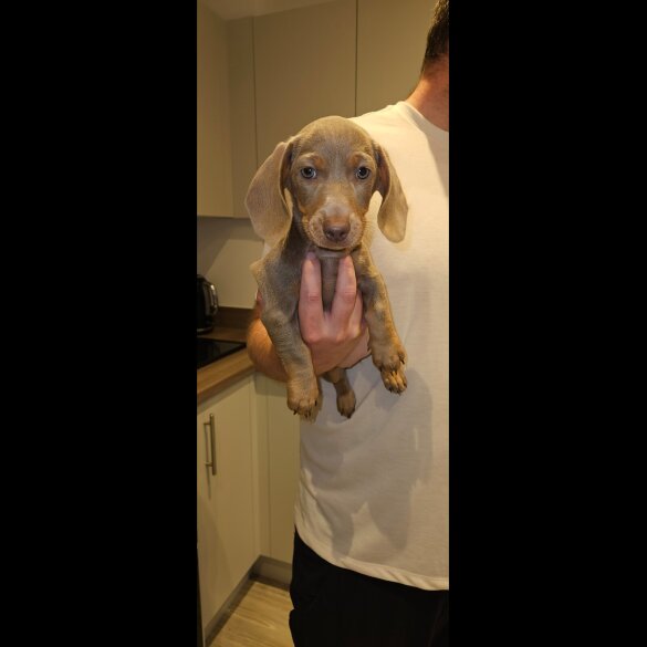 Dachshund (Miniature Smooth Haired)