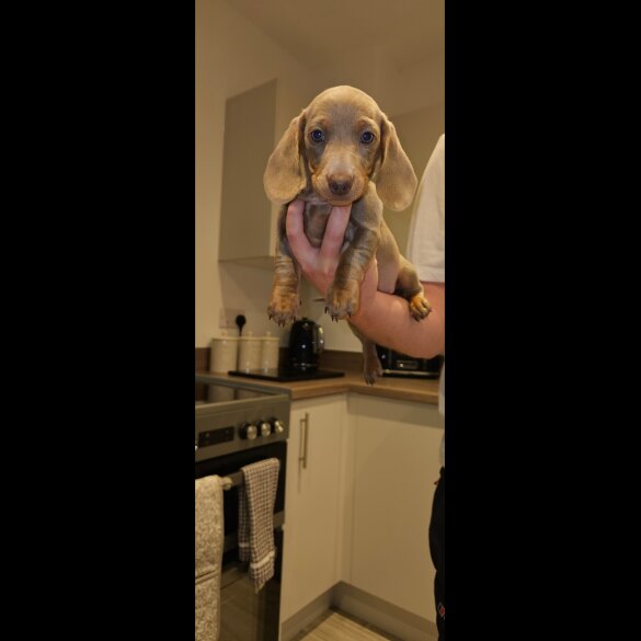 Dachshund (Miniature Smooth Haired)