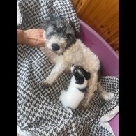 Jack Russell