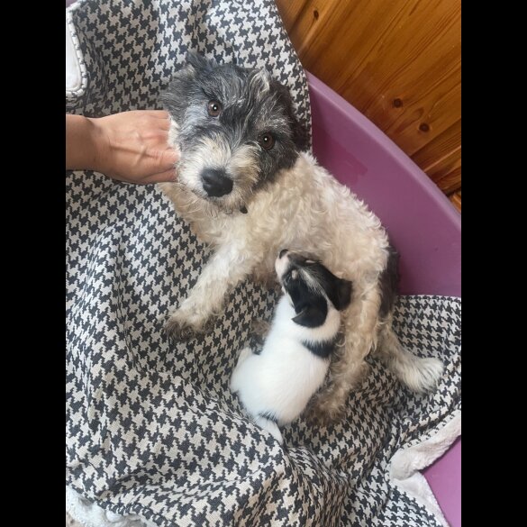 Jack Russell