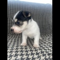 Jack Russell