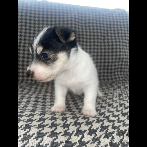Jack Russell