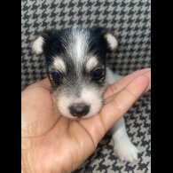 Jack Russell