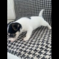 Jack Russell