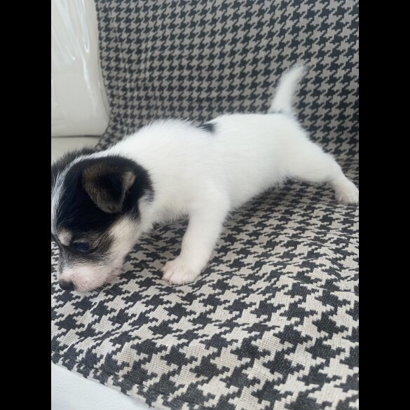Jack Russell