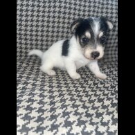 Jack Russell