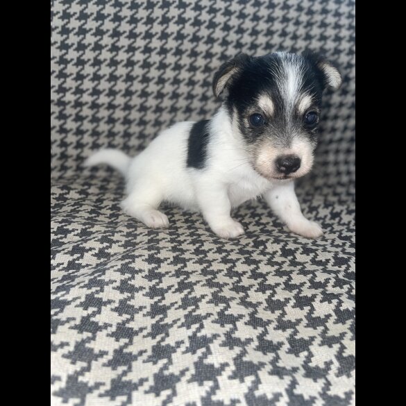 Jack Russell