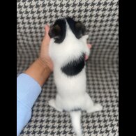 Jack Russell