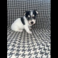 Jack Russell