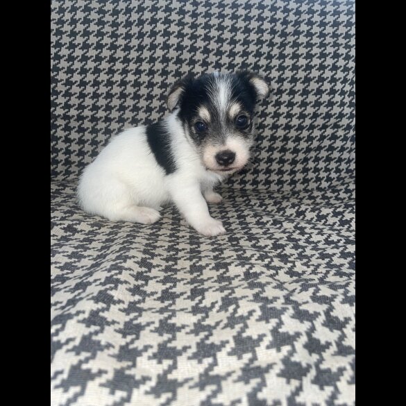 Jack Russell