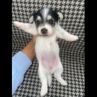 Jack Russell