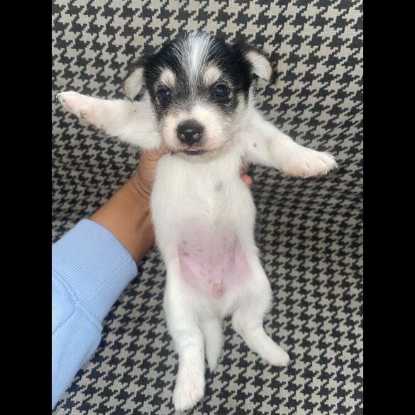 Jack Russell