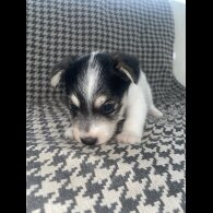 Jack Russell
