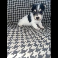 Jack Russell
