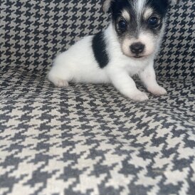 Jack Russell