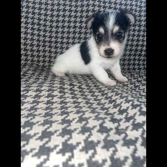 Jack Russell