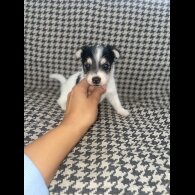 Jack Russell