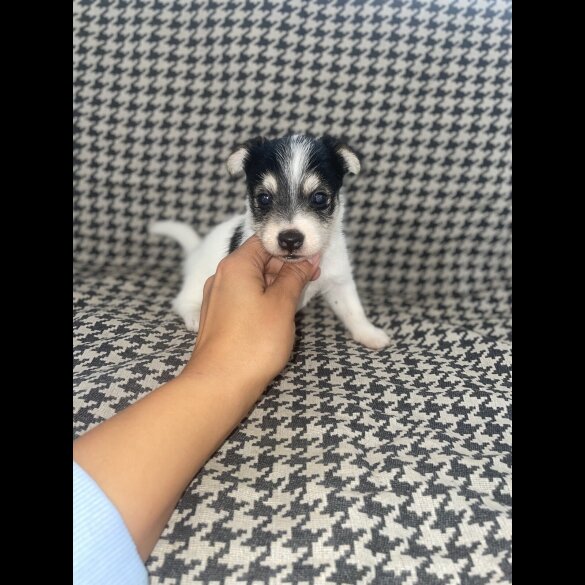 Jack Russell