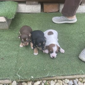 Jack Russell