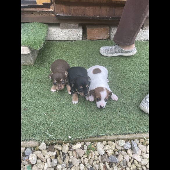 Jack Russell