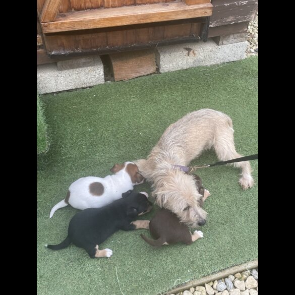 Jack Russell