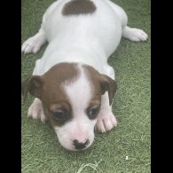 Jack Russell