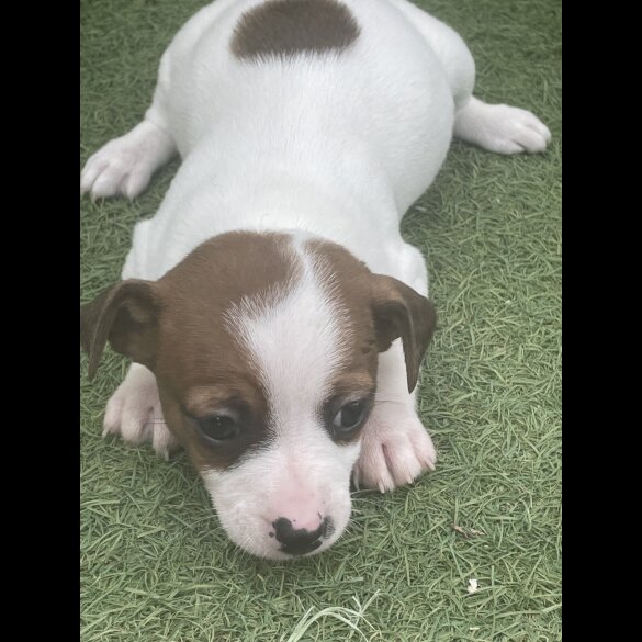 Jack Russell