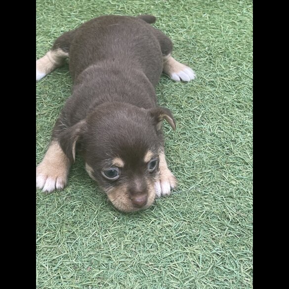 Jack Russell