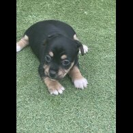 Jack Russell