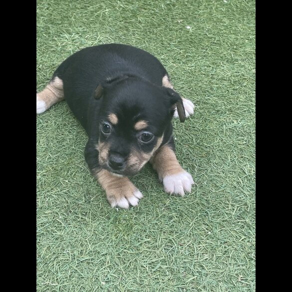 Jack Russell