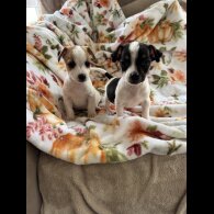 Jack Russell