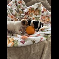 Jack Russell