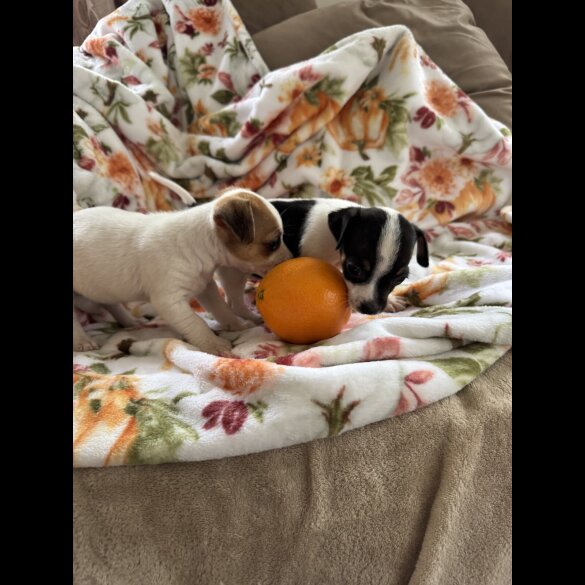 Jack Russell
