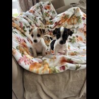 Jack Russell