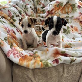 Jack Russell