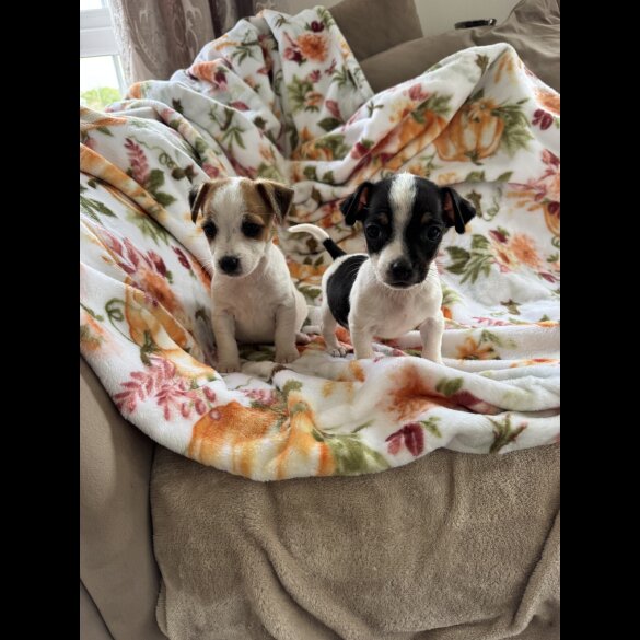 Jack Russell