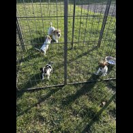 Jack Russell