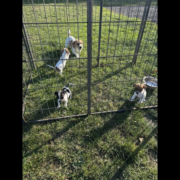 Jack Russell