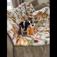 Jack Russell
