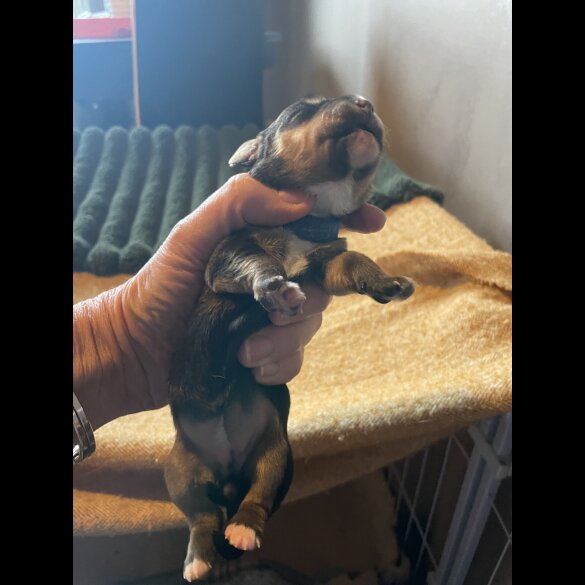 Jack Russell