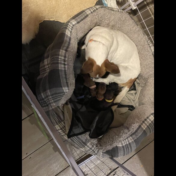 Jack Russell
