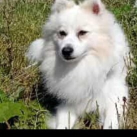 Japanese Spitz