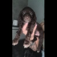 Working Cocker Spaniel