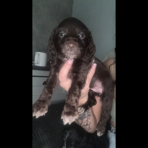 Working Cocker Spaniel