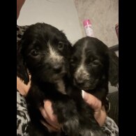 Working Cocker Spaniel