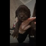 Working Cocker Spaniel