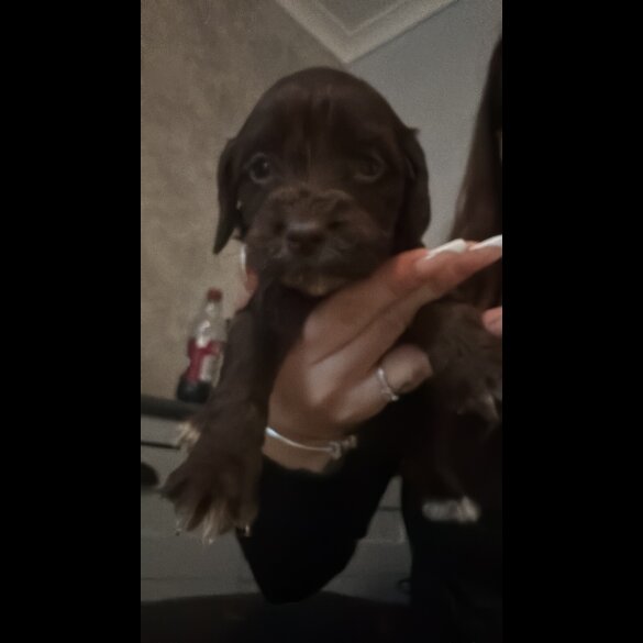 Working Cocker Spaniel