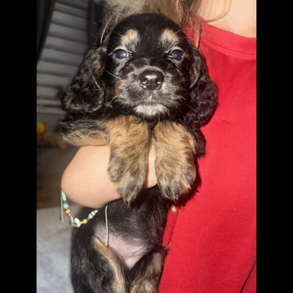 Working Cocker Spaniel