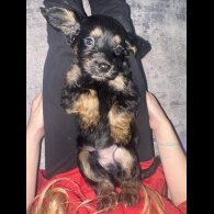 Working Cocker Spaniel